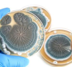 microbiology-lab-services-guide-carousel-1